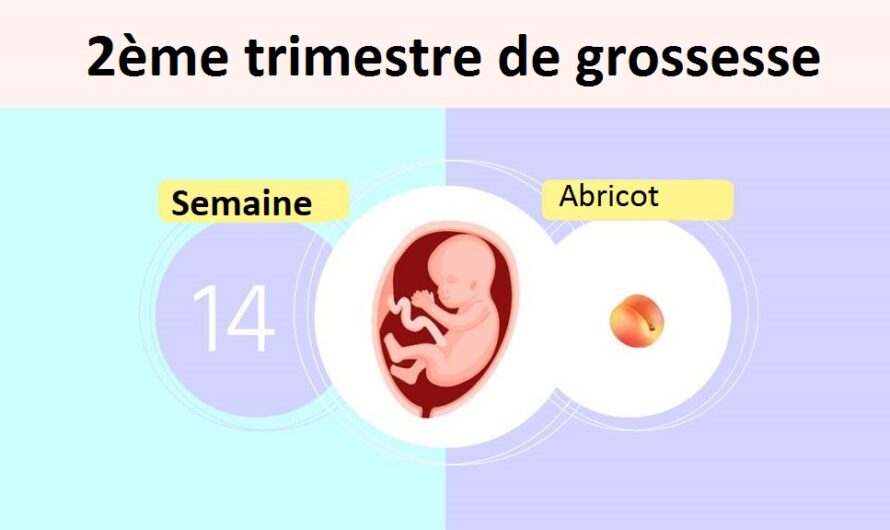 Semaine 14 de grossesse: symptômes et changements chez la mère et le fœtus