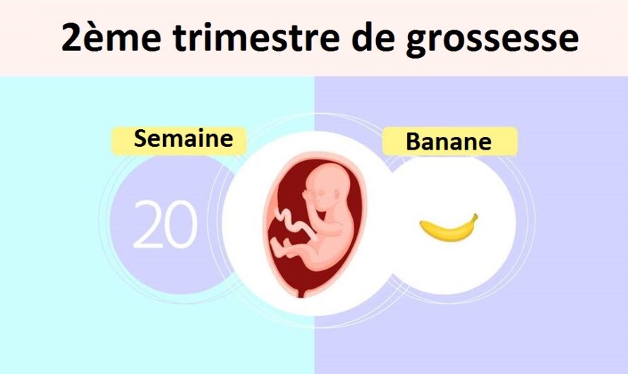 Semaine 20 de grossesse : l’échographie qui révèle le sexe de bébé