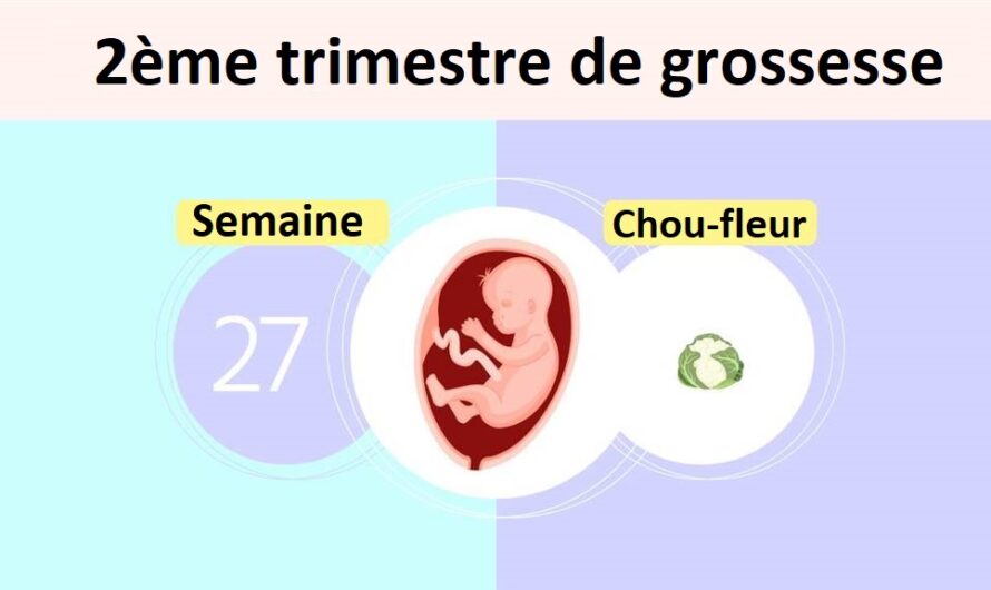 Semaine 27 de grossesse : développement du bébé à la fin du deuxième trimestre