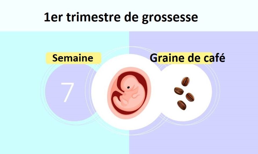 Semaine 7 de grossesse : symptômes et taille de l’embryon